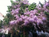 One of the best sights of the year is when the wisteria blooms at the Thurston House Inn.